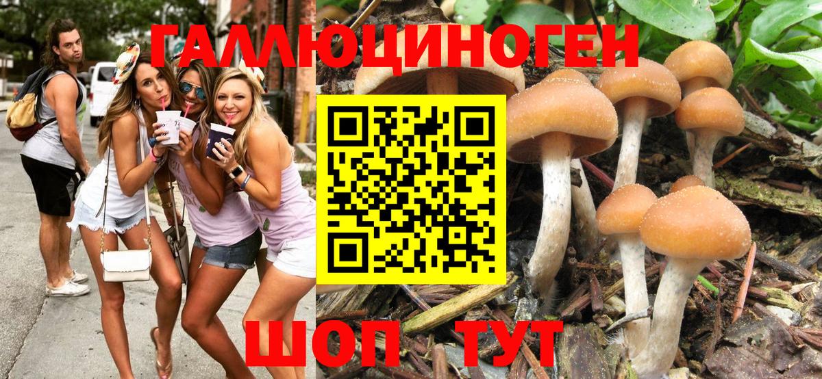 Галлюциногенные грибы Psilocybe  Белореченск 